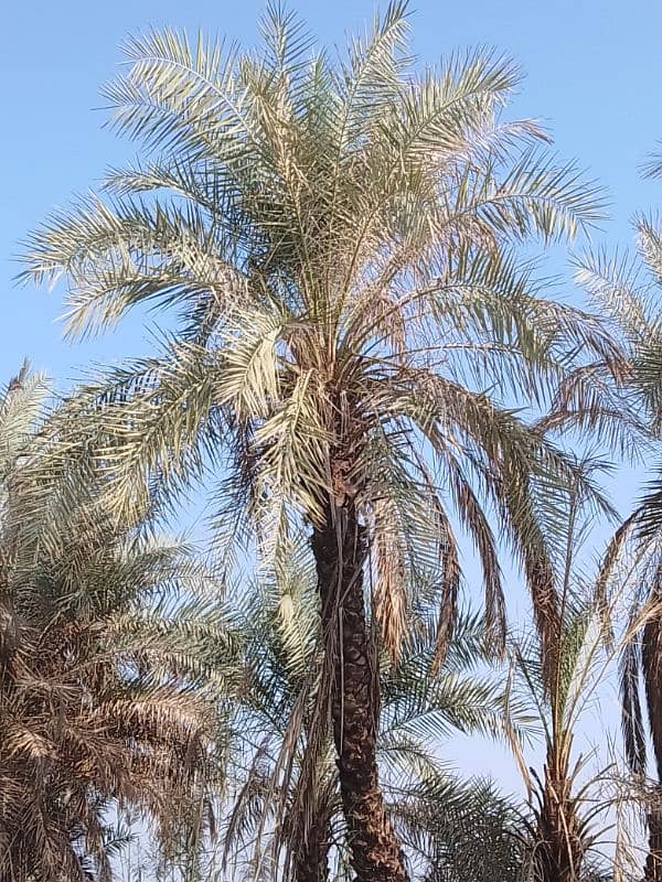 Date Palm Trees (Khajoor) 5