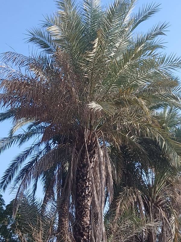 Date Palm Trees (Khajoor) 6