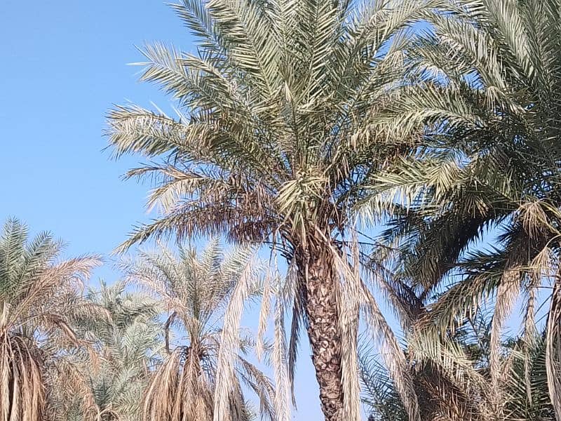 Date Palm Trees (Khajoor) 7