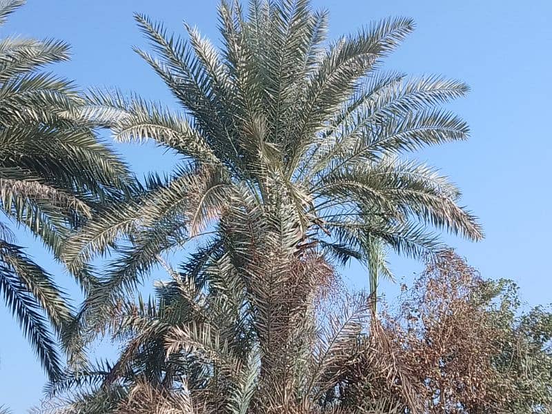 Date Palm Trees (Khajoor) 8