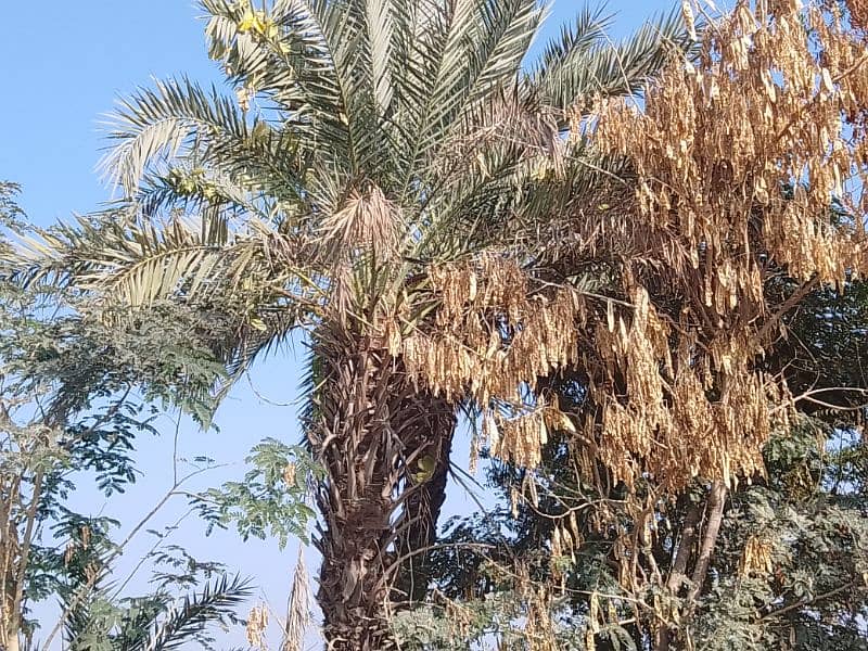 Date Palm Trees (Khajoor) 9