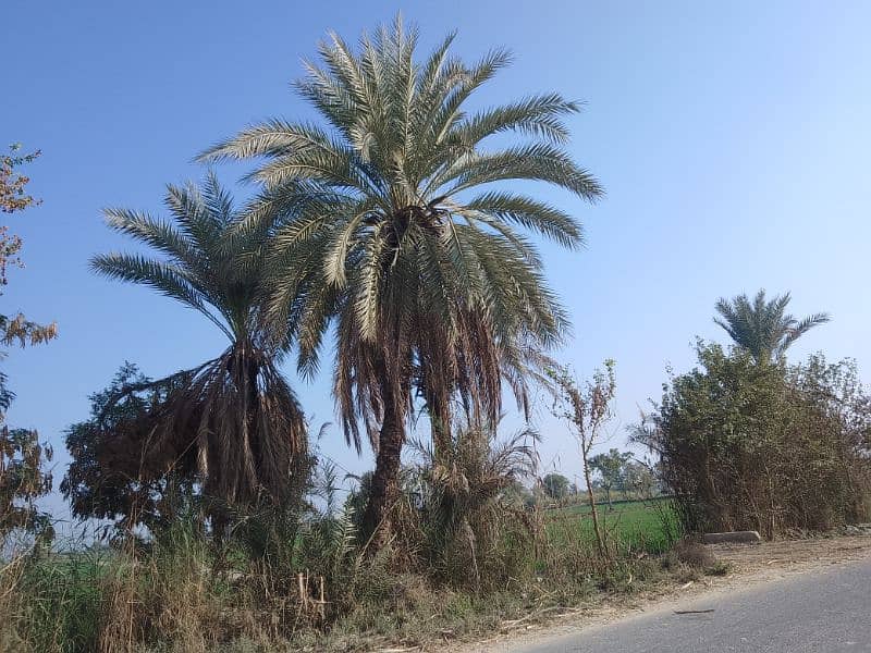 Date Palm Trees (Khajoor) 10