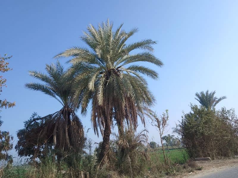 Date Palm Trees (Khajoor) 11