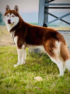 siberian husky  male *Brown colour *Non pedigree