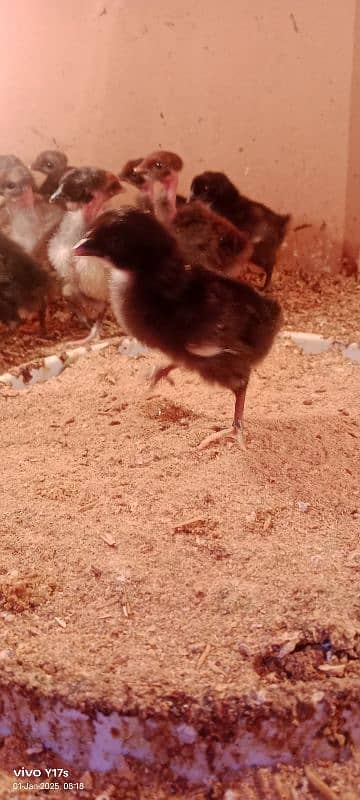 golden misri chicks available 03129929924 0