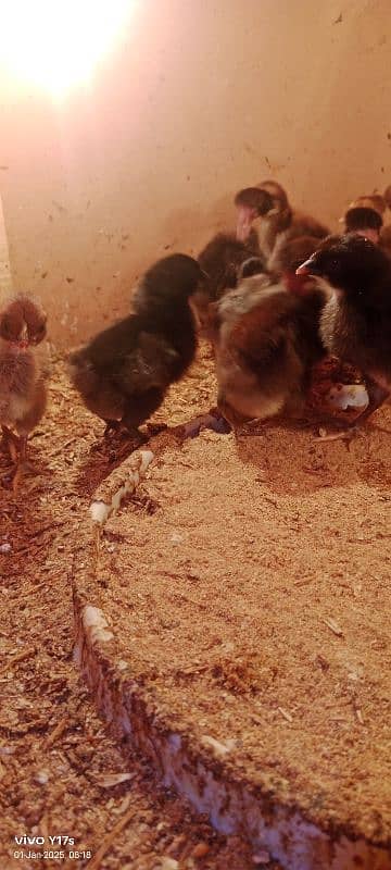 golden misri chicks available 03129929924 1