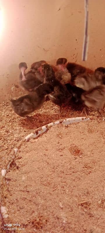 golden misri chicks available 03129929924 2