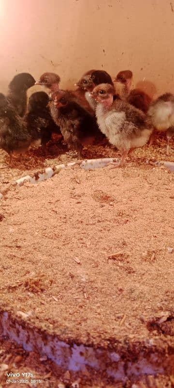 golden misri chicks available 03129929924 3