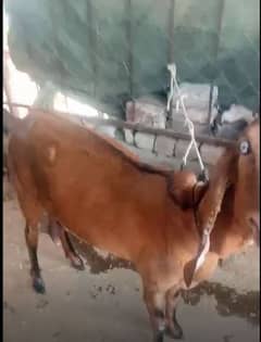 nagri goat