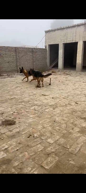 adult German shepherd pair 0