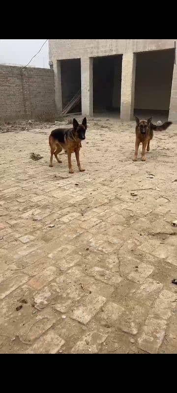 adult German shepherd pair 1