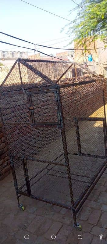 cage in birds. colony 1