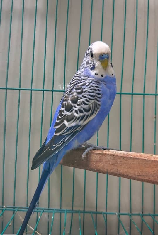 king size budgie male 0