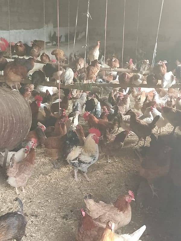 golden misri hens / egg laying hens / desi murghi / layer hens / eggs 5