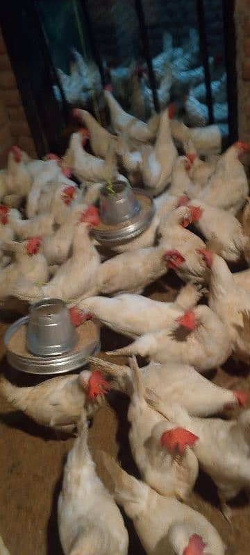 golden misri hens / egg laying hens / desi murghi / layer hens / eggs 3