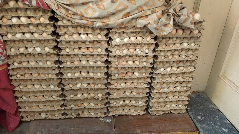 golden misri hens / egg laying hens / desi murghi / layer hens / eggs 4