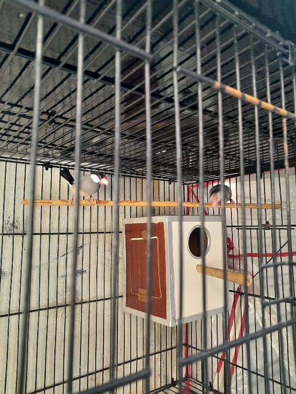 java finches breeder pair 0304-7181358 1