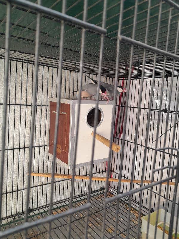 java finches breeder pair 0304-7181358 8