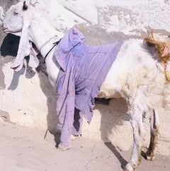 Bakri for sale 4 daant price 90000 ninty thousand