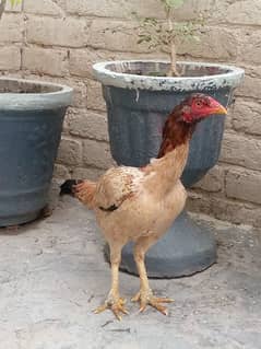 sell aseel hen