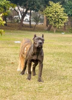 cane corso pedigree 03234696626