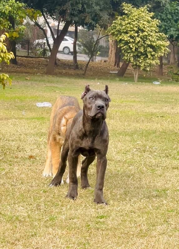 cane corso pedigree 03234696626 0