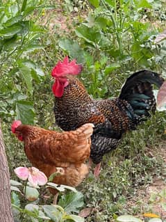 golden Mesri male hen for sale