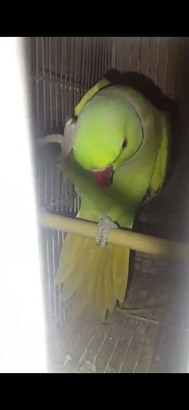 GREEN RINGNECK FACE TO FACE TALKING MALE 0