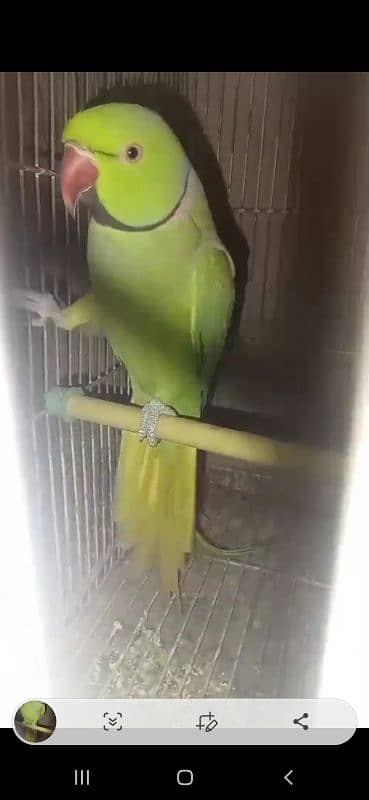 GREEN RINGNECK FACE TO FACE TALKING MALE 1