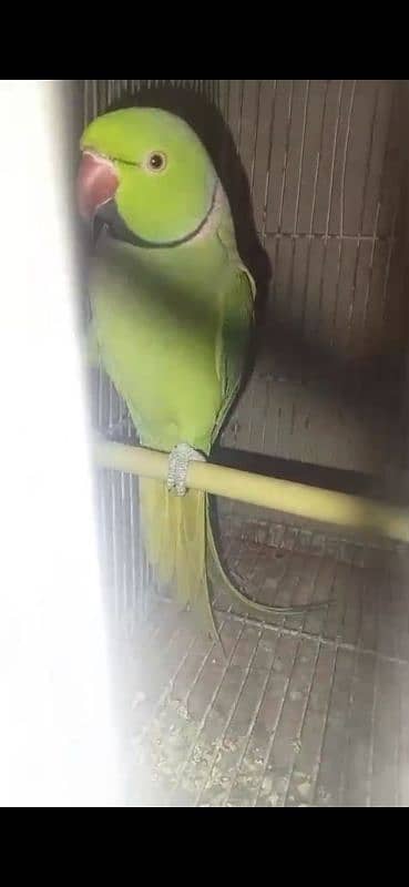 GREEN RINGNECK FACE TO FACE TALKING MALE 5