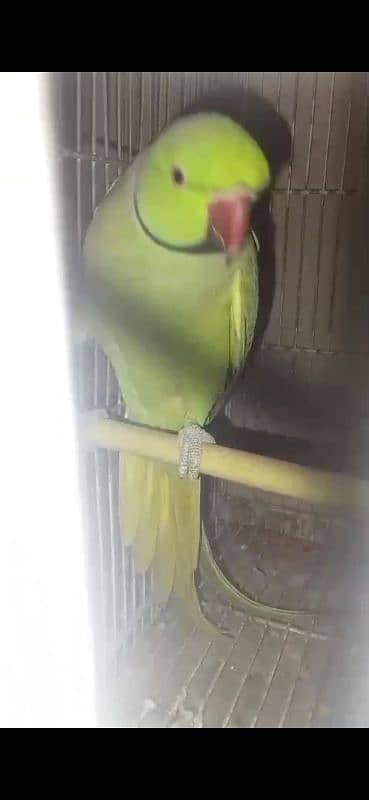 GREEN RINGNECK FACE TO FACE TALKING MALE 6