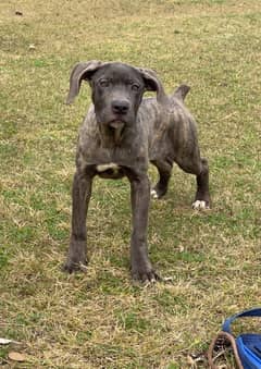 cane corso 03234696626