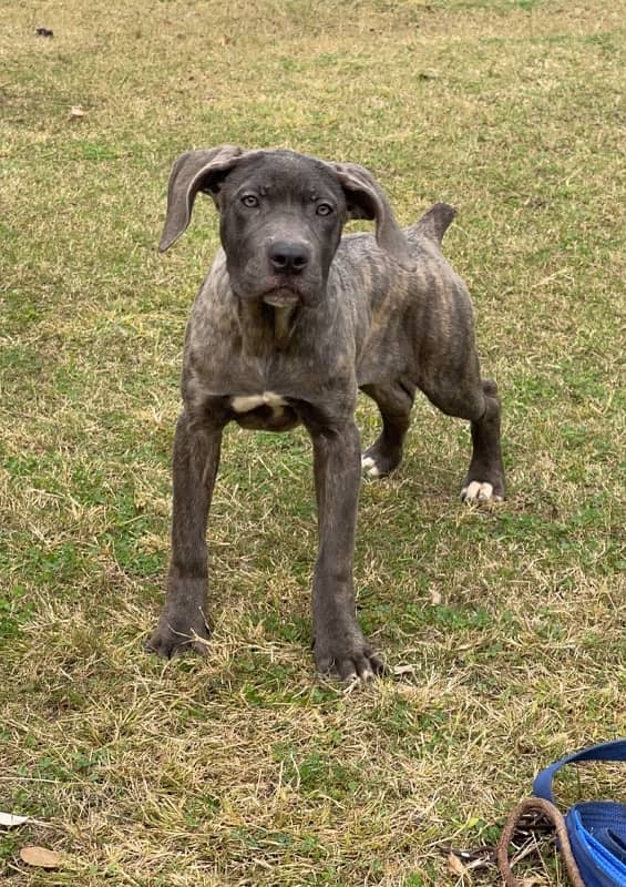 cane corso 03234696626 0