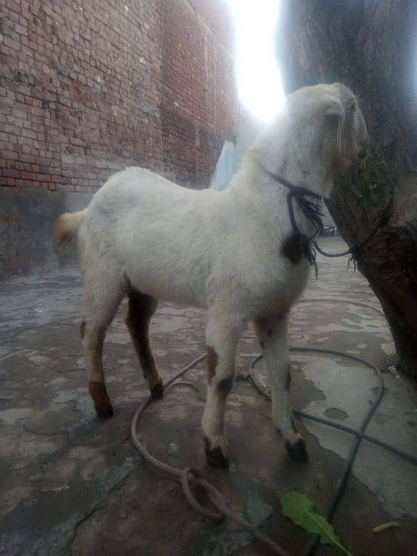 Dasi Bakra Goat for Sale(دیسی بکرہ) 0