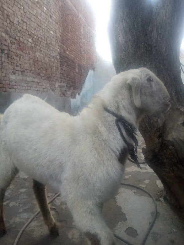 Dasi Bakra Goat for Sale(دیسی بکرہ) 1