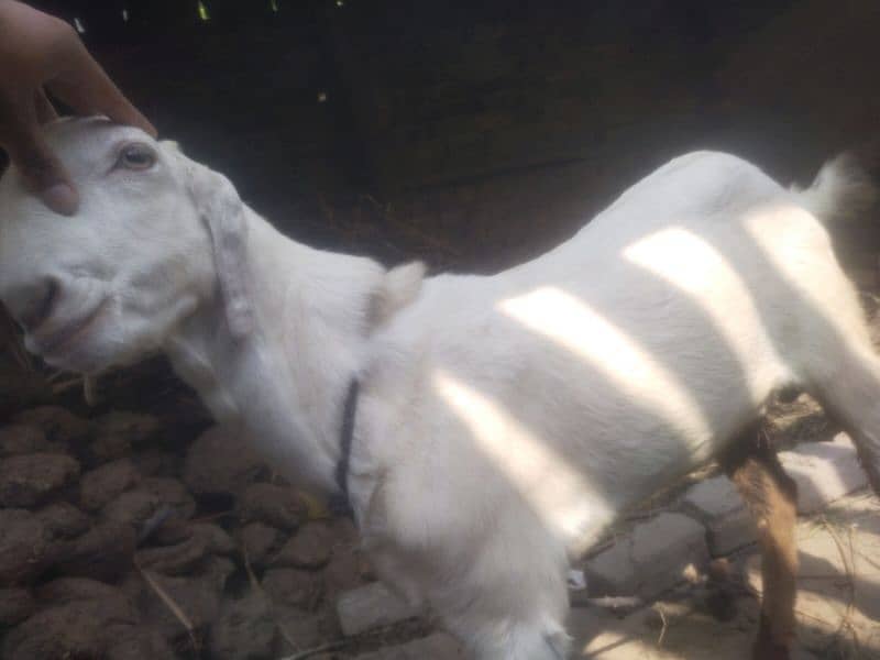 Dasi Bakra Goat for Sale(دیسی بکرہ) 3