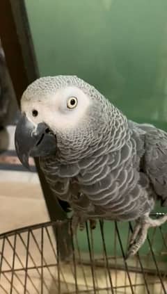 03323055712call wathsap African gerry parrot urgent for sale