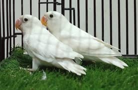 Albino split ino chicks