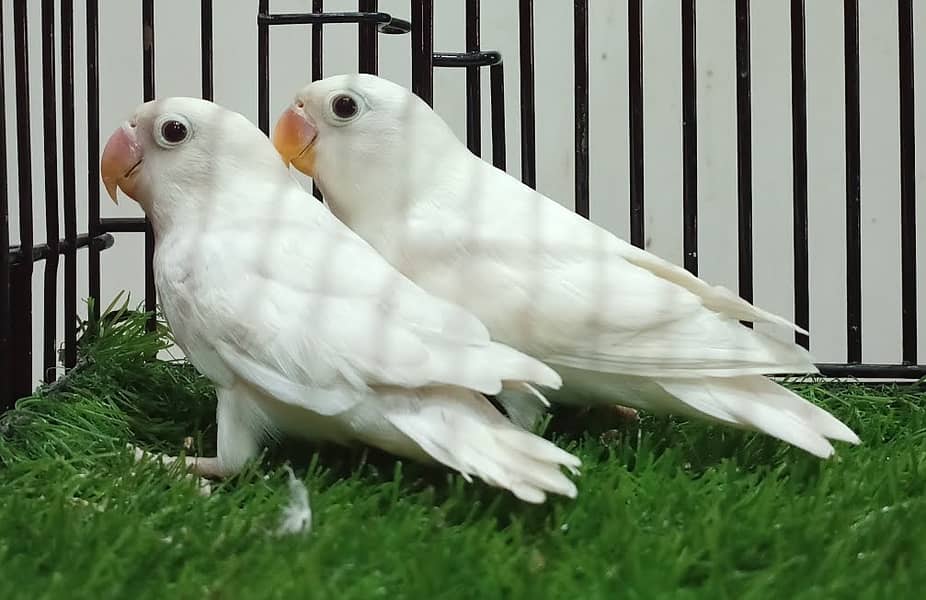 Albino split ino chicks 0