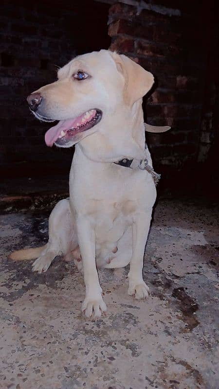 labrador  female For sale in sialkot 0