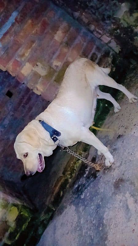 labrador  female For sale in sialkot 3