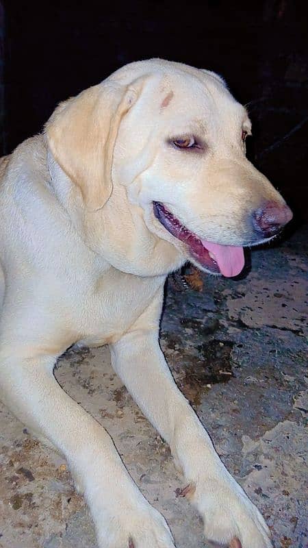 labrador  female For sale in sialkot 4