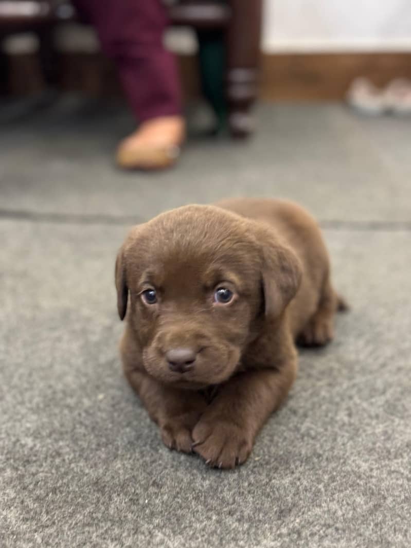 Labrador Puppies - Chocolate Brown 0