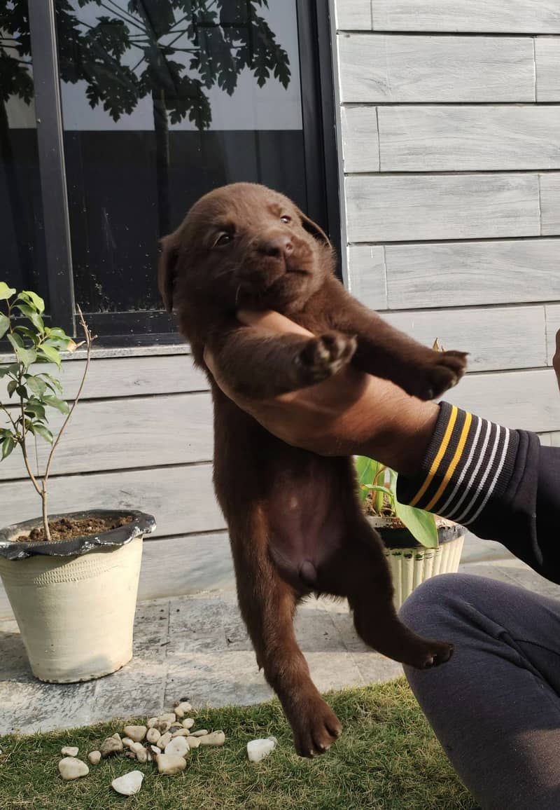 Labrador Puppies - Chocolate Brown 1