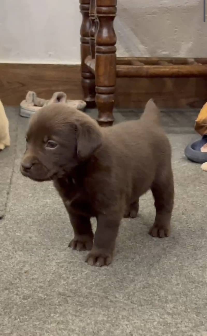 Labrador Puppies - Chocolate Brown 2