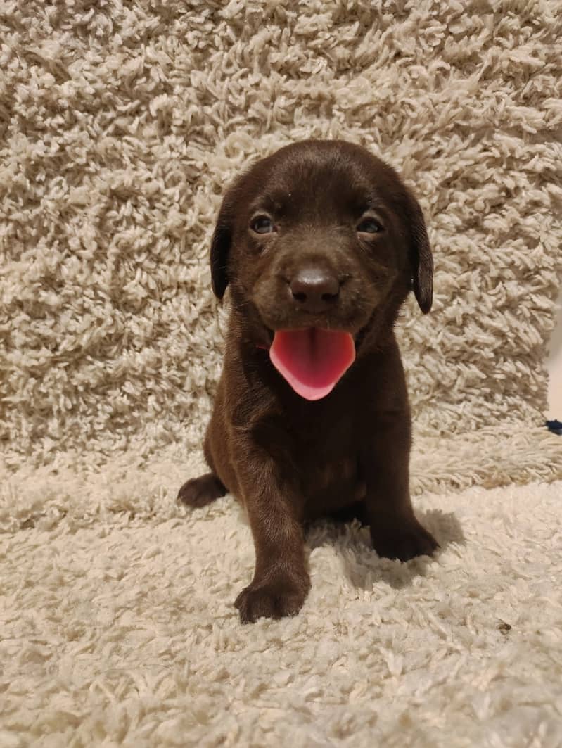 Labrador Puppies - Chocolate Brown 3