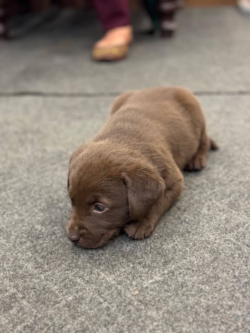 Labrador Puppies - Chocolate Brown 4