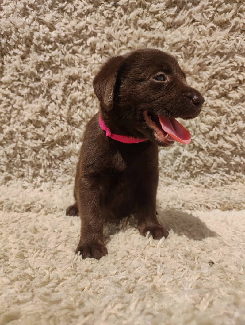 Labrador Puppies - Chocolate Brown 5