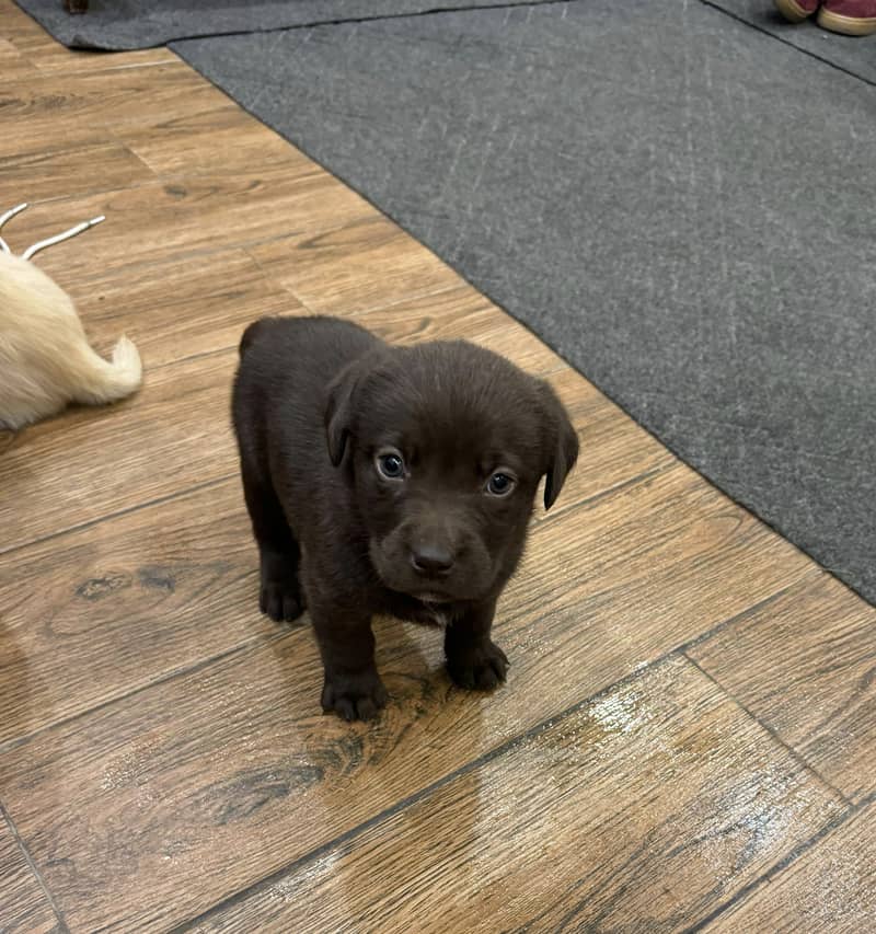 Labrador Puppies - Chocolate Brown 6