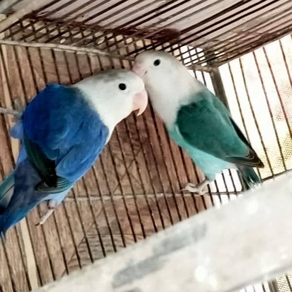 Palefellow Split lovebird breeder pair 0